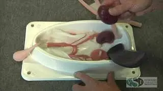 VSI Canine Spay Simulator