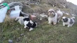 Shih Tzu puppies in slow motion