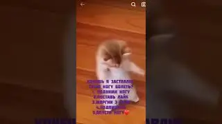 #хочешь я заставлю твою ногу болеть#милые котики❤💗