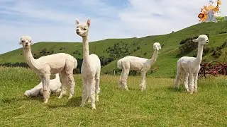 Cute and Cuddly Alpacas: Discover the Adorable World of Alpacas