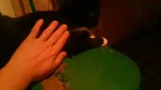 Почему коты спят на вещах хозяина.Всем заводчикам котов смотреть обязательно!