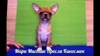 ПРОДАЮ ПАЛЕВОГО ЩЕНКА ЧИХУА 