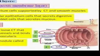 14-Part 1-  digestive system (English)   Dr Essam Ibrahim -  علوم صحية