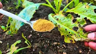 The simple trick - improve soil health and get rid of pests using one natural ingredient