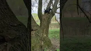 ягдтерь'єр Джон лазить по дереву