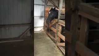 #экскурсия .Наши 🥰🐎красавицы #лошади #horse