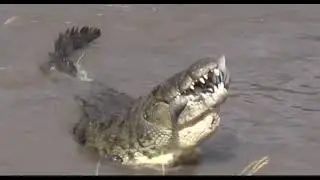 Crocs catch and eat zebra   incredible feeding behaviour