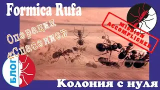 Муравьи Formica Rufa. Операция 