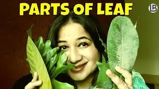 Structure of a leaf|Parts of leaves| 