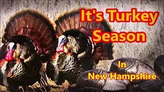 It's Turkey Season! Longbeards are EVERYWHERE in New England! Gobble Gobble