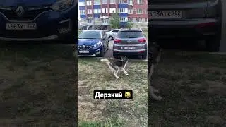 Наглый кот