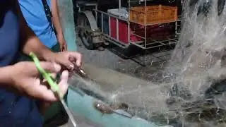Isdang masakit makatinik iito kung tawagin d2 sa  amin sa bicol!