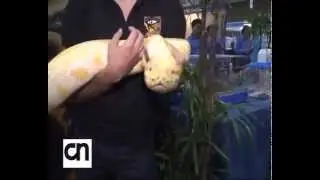 Python Weighing 40 KG on display at Wonderland show in Thailand