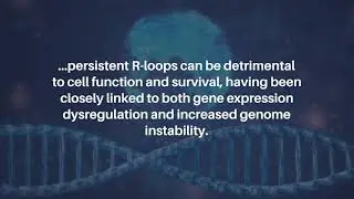 R-loops in Neuronal Aging | Aging-US