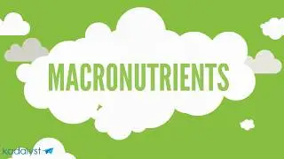 What Are Macros?
