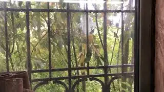 Кормушка для птиц из пяти литровой бутылки.