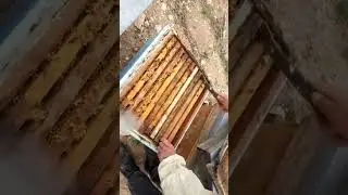 Nisan ayı arı bakımı