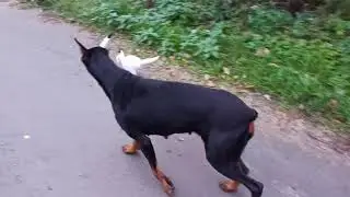 ТРИ добермана 😁😁😁