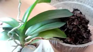 How to rejuvenate a Phalaenopsis Orchid. One flower takes two