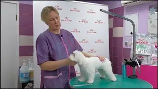 Maltese. Express haircut. Step-by-step instructions on how to trim a Maltese yourself.