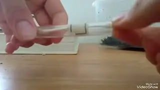 Поднятие проблемной самки Tetramorium caespitum. Что-то пошло не так!