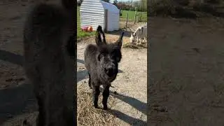 Baby donkeys first bray attempt 