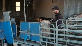 Saving Time With A Racewell Sheep Handler | James Dempster