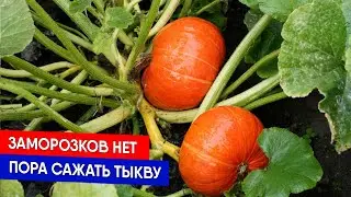 Заморозков нет - пора сажать тыкву