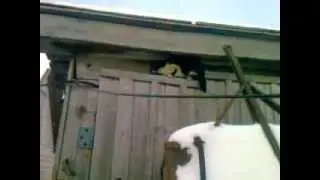 Кошка