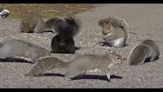 видео для кошек, развлекать вашего кота