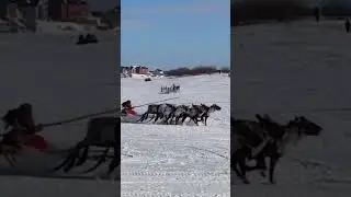 День оленевода в Салехарде #север #арктика #деньоленевода