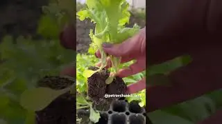 Салат 🥬 высадим среди помидоров 🍅 