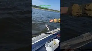 Отпустил мелкую,позвать мамку!Долго ждать не пришлось! В следующем видео…