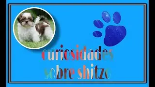 shitzo - cachorros - curiosidades - cachorros para apartamento - cachorro q não cresce .