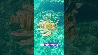 BEAUTIFUL MARINE LIFE FACTS! 8K ULTRA HD #ANIMAL #SEA #CREATURES #OCEAN
