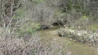 Walk Thru The Pine Bog Area