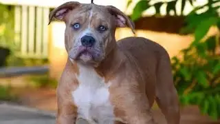 MERLE OCULTO! COMO FUNCIONA?
