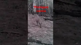 Косуля Сибирская #shorts