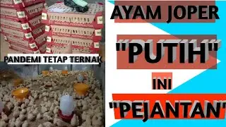 SOLUSI SAAT DOC AYAM JOPER KOSONG 