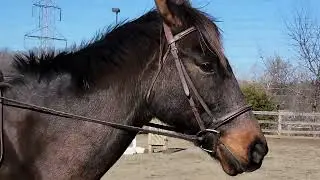 Morgan on Bobby D5 Flat NCAEL @ The Other Left