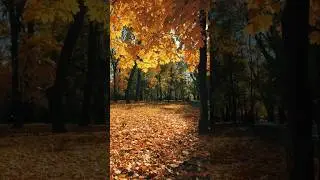 Autumn mood