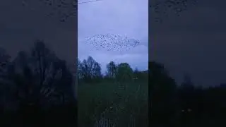 Стая чижей #love