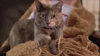 Почему кошки топчутся лапами на человеке?