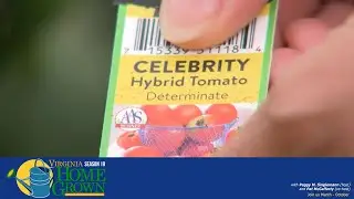 What to Look for When Tomato Plant Shopping