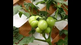 Best Growing Advice and Food Goodies