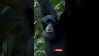 Witness Siamang Gibbon Ape Call