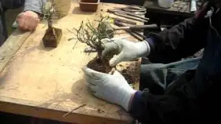 Bonsai 3