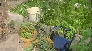 así va la huerta en primavera