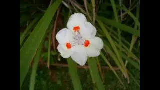 Moréia Dietes bicolor