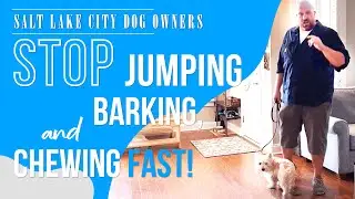 How Utah Dog Owners Can Stop Dog Chewing, Jumping, Barking, and More